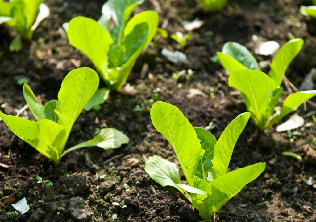 iStock_000011730089_Full_1600x1128